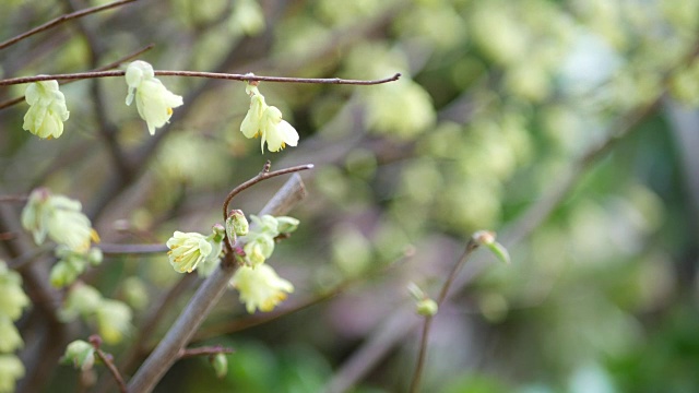 冬季百合花视频下载