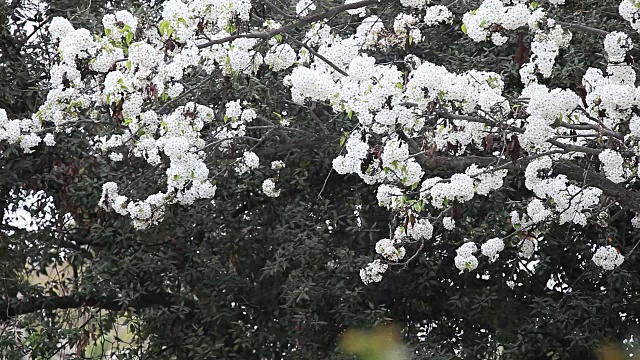 花瓣从盛开的树上落下视频素材