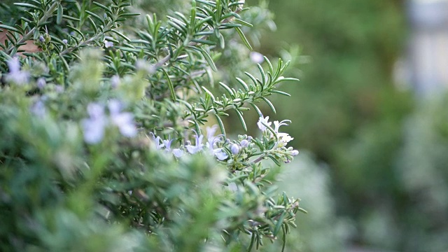 薰衣草植物视频下载