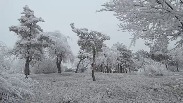 超现实主义的空地。天气多风，树上结满了白霜视频素材