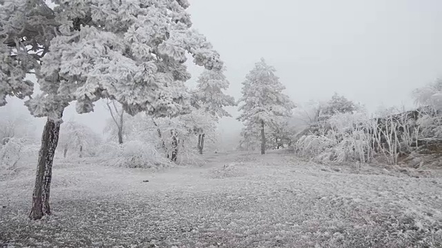 超现实主义的空地。天气多风，树上结满了白霜视频素材