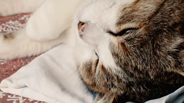 近距离的一个家猫睡在一个枕头附近祝福视频素材