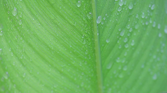 水从热带的叶子上滴落下来视频素材