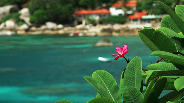 红色鸡蛋花在热带海滩附近的海风中摇曳，背景是碧蓝的海水视频素材