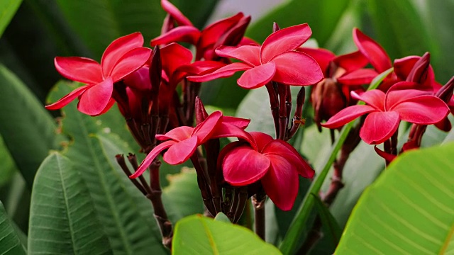 红花鸡蛋花或绿叶鸡蛋花枝迎风摇曳视频素材