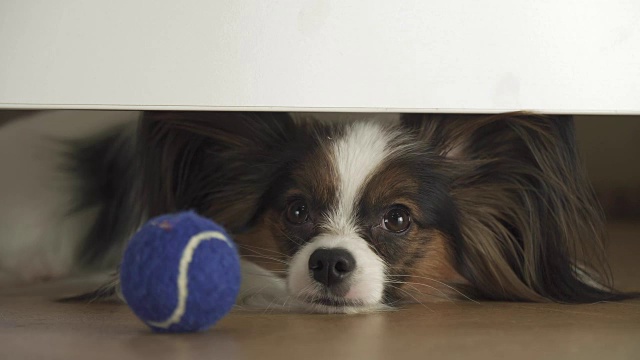 在起居室的录像中，狗蝶耳犬在床下寻找，试图到达球视频素材