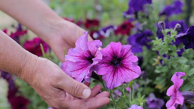 她照顾花坛里的花视频素材