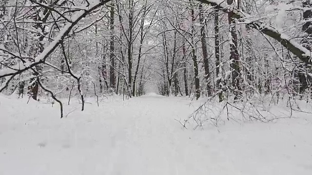 雪中的冬日森林视频素材