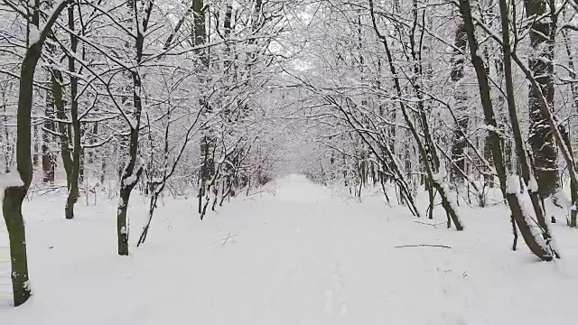 雪中的冬日森林视频素材