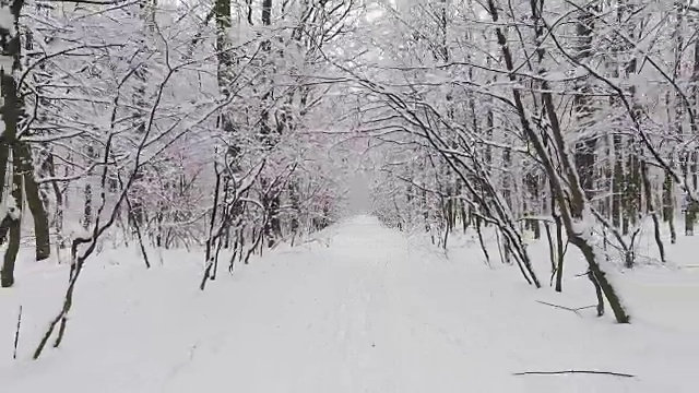 雪中的冬日森林视频素材