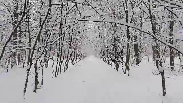 雪中的冬日森林视频素材