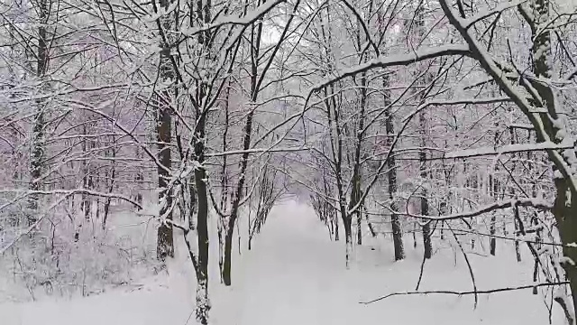 雪中的冬日森林视频素材