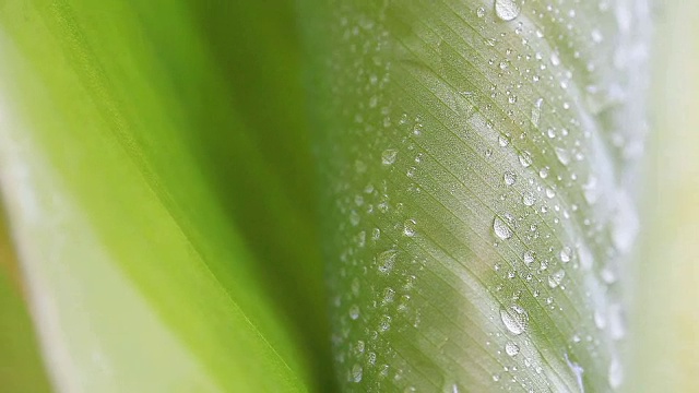 夏天，水滴落在热带树叶上视频素材