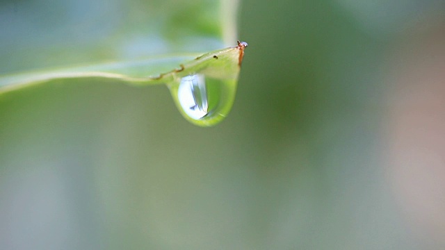 水滴在树叶上形成并落下视频素材