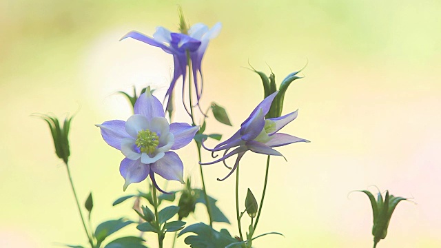 花耧斗菜视频素材