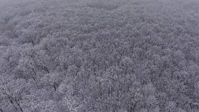 雪中的冬日森林视频素材