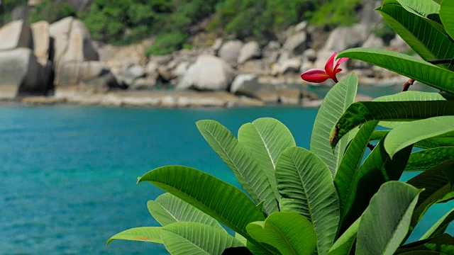 红色鸡蛋花在海风中摇曳。背景是碧蓝的海面。视频素材