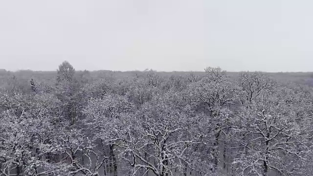 雪中的冬日森林视频素材