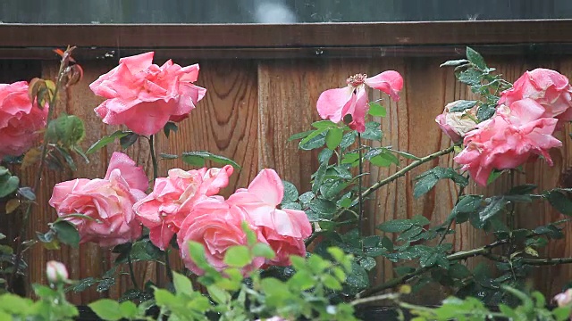 雨落在篱笆和玫瑰上视频素材