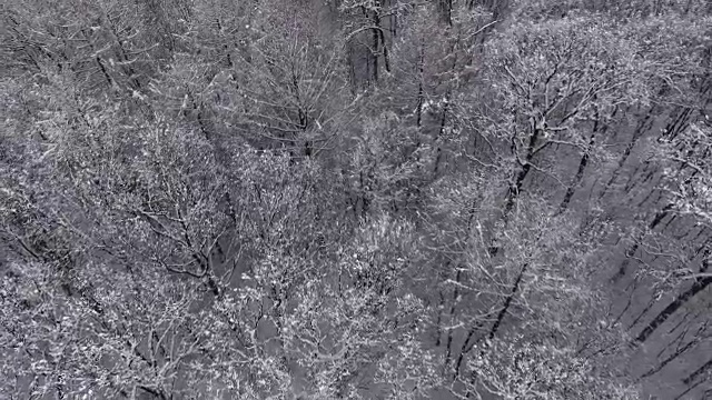 雪中的冬日森林视频素材