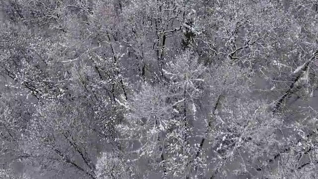 雪中的冬日森林视频素材