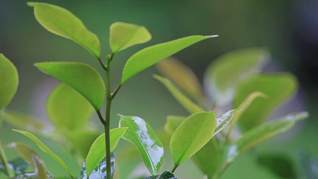 雨点落在茶花叶子上视频素材