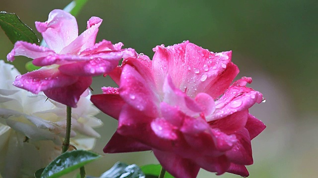 雨落在玫瑰上视频素材