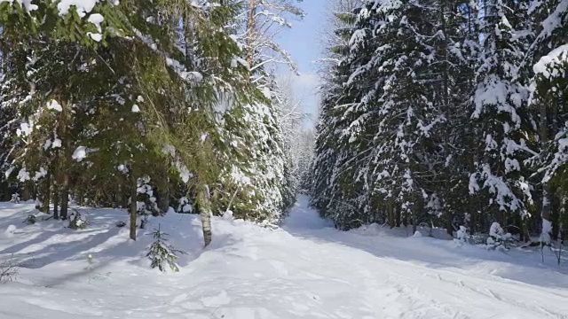 冬季森林和被雪覆盖的树木视频素材