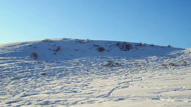 冬季阿尔泰山地景观有牧马和乡村公路视频素材