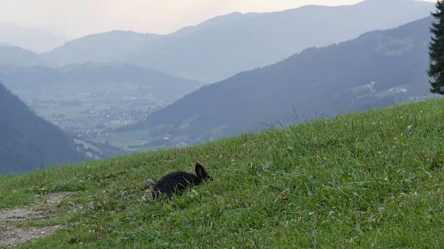 可爱的毛茸茸的黑兔子在风景如画的奥地利山谷的背景下嚼草视频素材