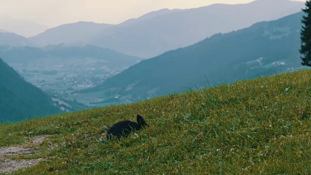 可爱的毛茸茸的黑兔子在风景如画的奥地利山谷的背景下嚼草视频素材