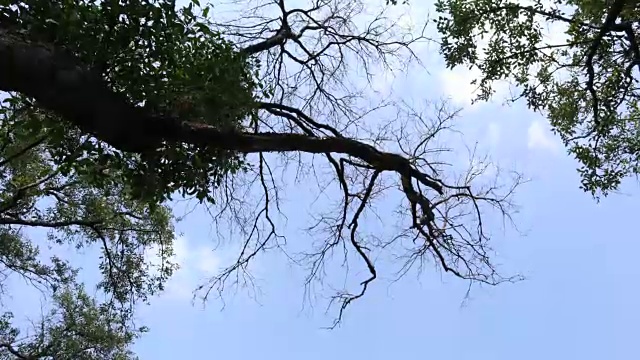 傍晚，泰国邦浦海岸的红树林视频素材