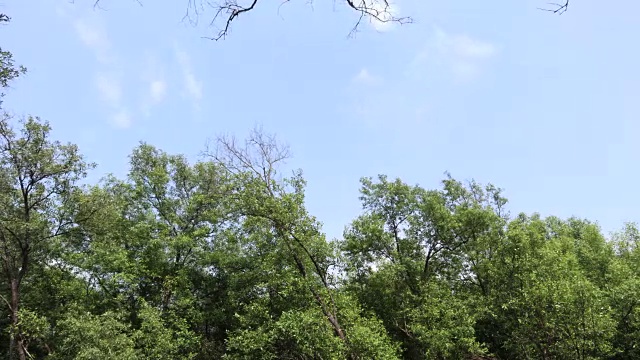 傍晚，泰国邦浦海岸的红树林视频素材