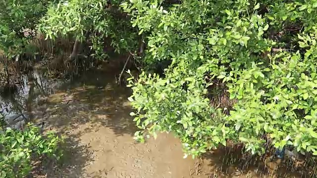 傍晚，泰国邦浦海岸的红树林视频素材