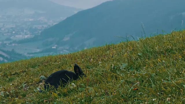 可爱的毛茸茸的黑兔子在风景如画的奥地利山谷的背景下嚼草视频素材