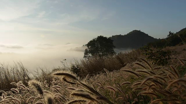 草摇曳山视频素材