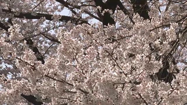 日本樱花视频素材