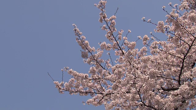 日本樱花视频素材