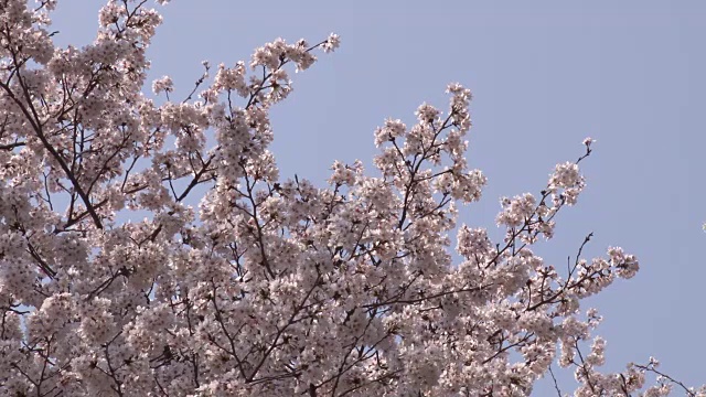 日本樱花视频素材