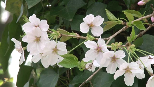 日本樱花视频素材