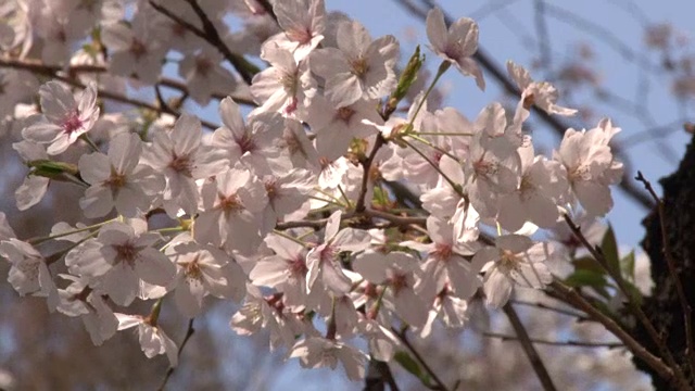 日本樱花视频素材