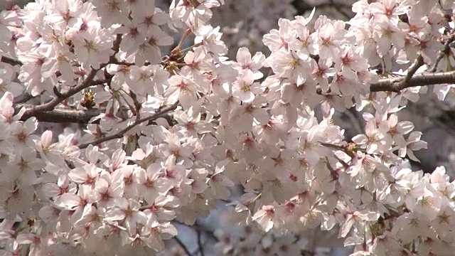 日本樱花视频素材