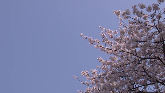 日本樱花视频素材