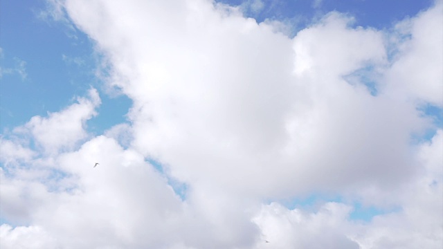 鸟儿在天空中飞翔视频素材