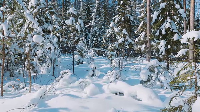 冬季森林和被雪覆盖的树木视频素材