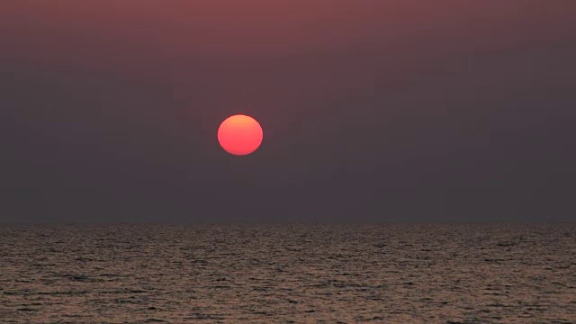 一只海鸥在升起的太阳盘的背景上飞翔视频素材