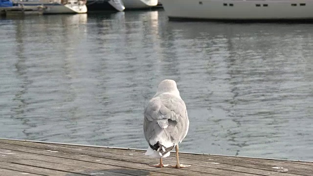 美丽的白色大海鸥在大海和航行的背景视频素材