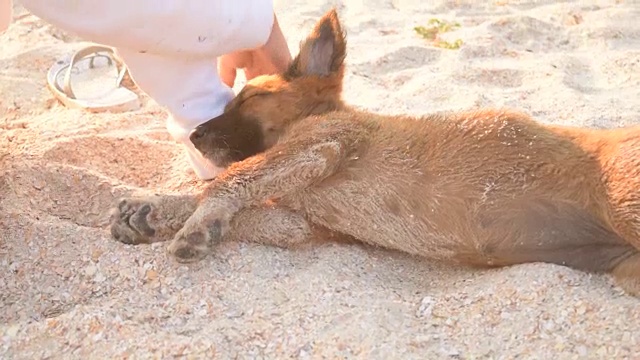 一个女孩在夏天的沙滩上抚摸着一只小狗视频素材