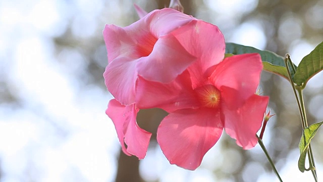 背光粉色曼德拉花视频素材