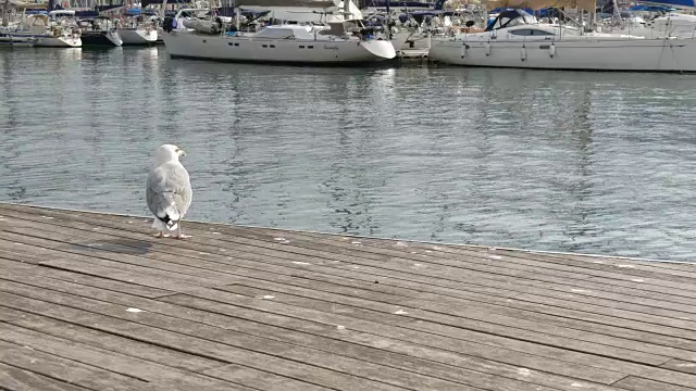 美丽的白色大海鸥在大海和航行的背景视频素材